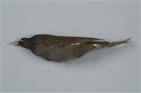 藏品(紅冠水雞)的圖片